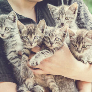 group of young kittens in arms of resuce centre worker