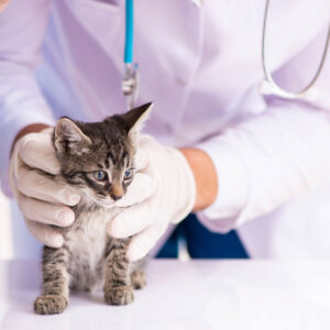 kitten getting neutered at vets