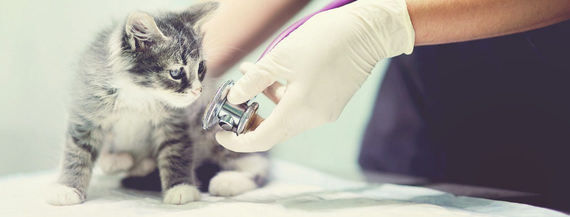 kitten in vets before getting neutered