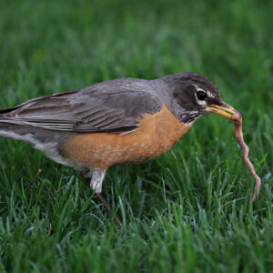 robin eating food from the ground