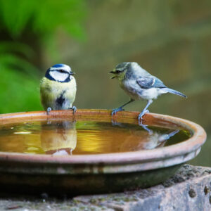 ways to help garden bird in summer, two birds sitting at a bird bath