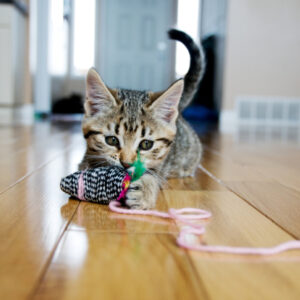 young kitten playing with some string on the floor of the living room