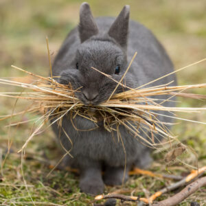 A female rabbit collecting material (grass) to build a nest A female rabbit collecting material (grass) to build a nest because she is pregnant