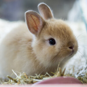 Brown Netherland dwarf rabbit. cute Brown bunny.
