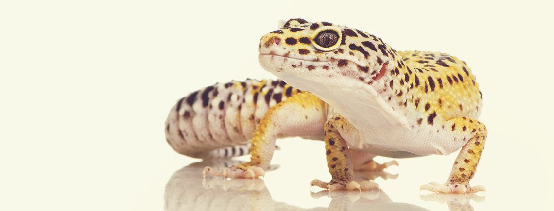 Pet Geckos • Popular Exotic Pets • Petmania Pet Care Advice