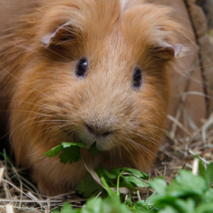 Portrait of cute red guinea pig eating parsley