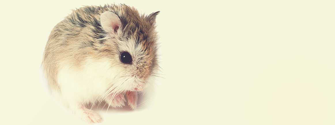 Roborovski Dwarf Hamster: Pet Care Guide, Lifespan, Cost, and