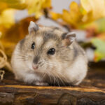siberian or white winter dwarf hamster