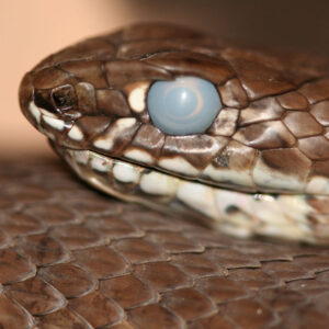 Snake with cloudy eye about to shed their skin