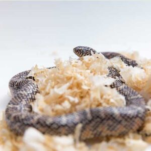 reptile bedding and substrate