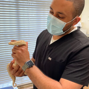 Dr Bobby Ortiz handling a corn snake in a veterinary office