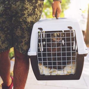 cat carriers