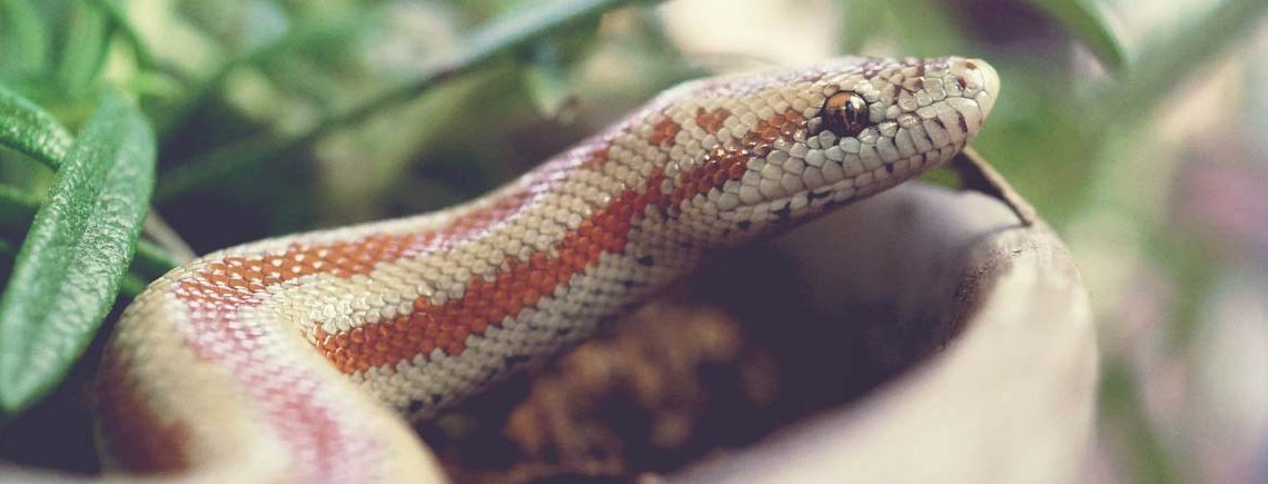 common healthcare issues in snakes, small snake in potted plant