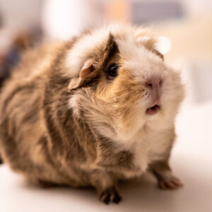 young guinea pig looking up at owner making sound