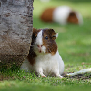 guinea pig playing outside