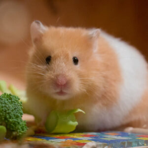 hamster eating vegetables
