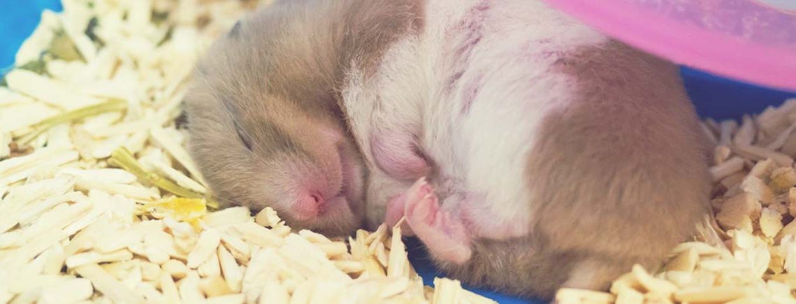 Cute hamster sleeping on bedding
