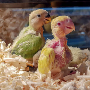 Green & Yellow parrot chicks together.