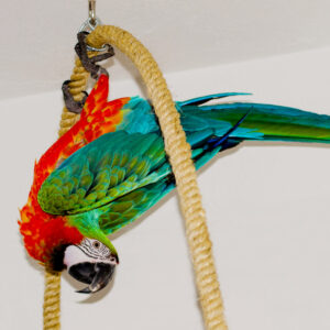 Healthy and Happy Macaw Parrot hanging upside down on its perch swing.