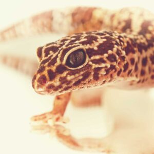 leopard gecko up close image