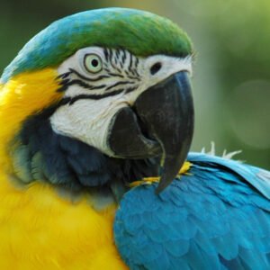 Macaw close up of camera looking in opposite direction