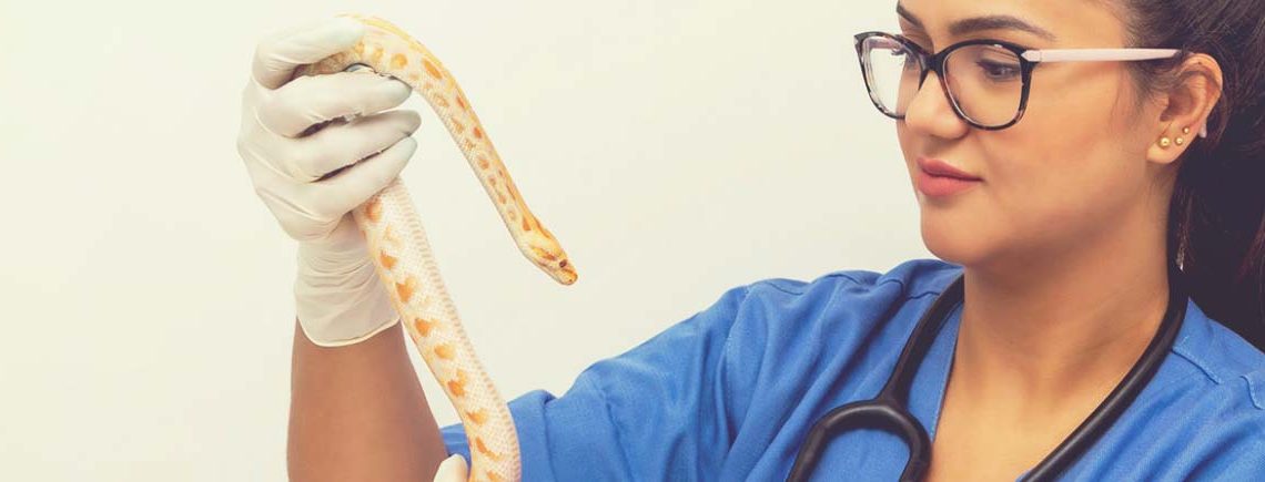 Veterinary doctor examining a python molurus albino snake banner