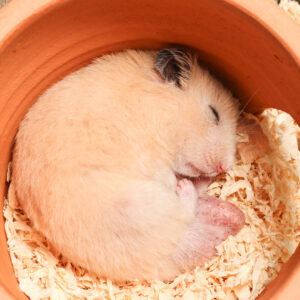 adorable male orange syrian hamster is sleeping in clay house
