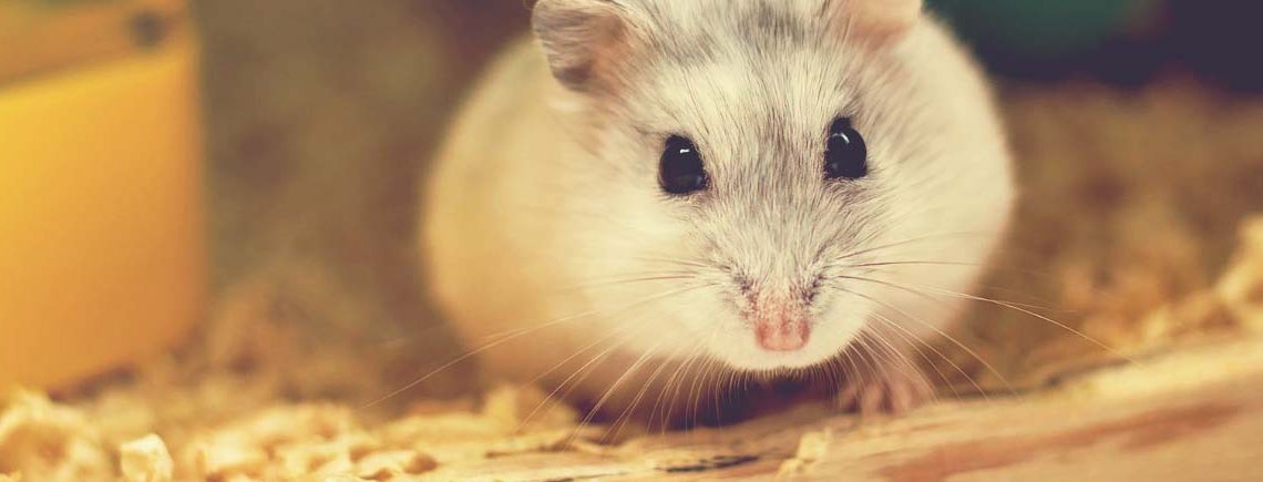 cute hamster in bed