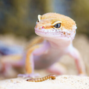 young gecko in his vivarium