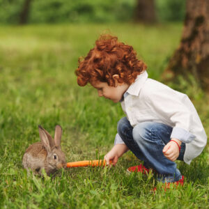 little boy plays with rabbit in park