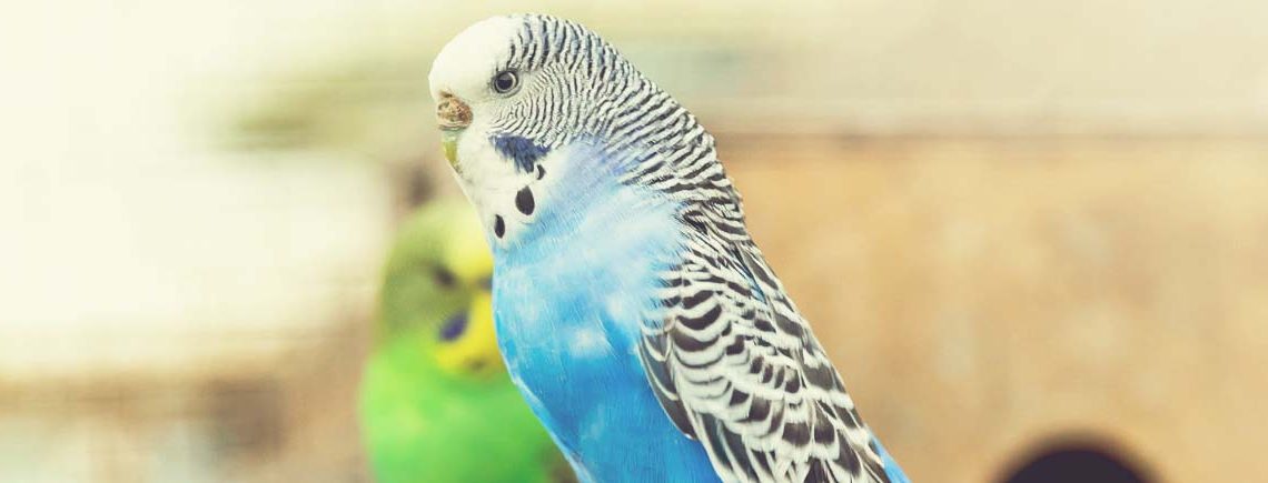 signs your pet bird may be ill banner