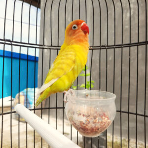yellow parrot in cage with seeds