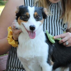 SAFARI Complete Dog Brush