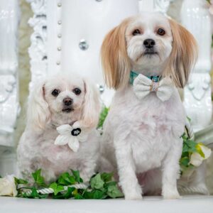 BERTS BOWS Wedding Flower Ivory, XS