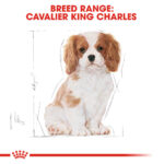 ROYAL CANIN Cavalier King Charles Puppy, 1.5kg
