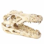 BETTA Mini Croc Skull