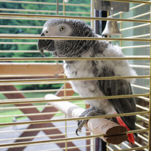 African Grey Parrot, Psittacus erithacus, with white fluffy feathers on the chest, sitting on a perch in a birdcage.