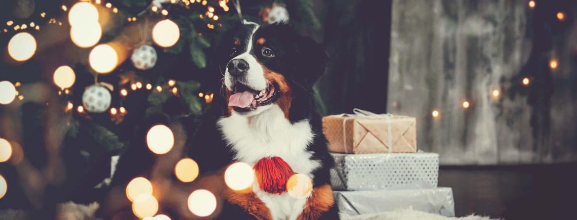 Bernese mountain dog posing near christmas tree. Santa claus dog portrait. Christmas dog portrait.
