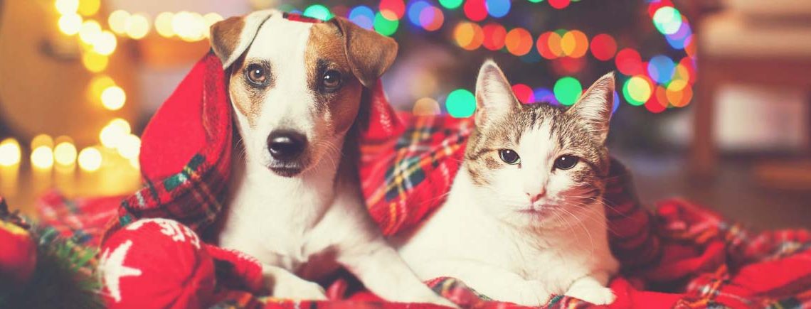Cat and dog under a christmas tree. Pets under plaid.