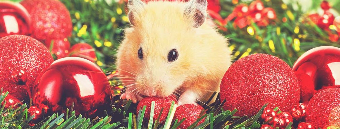 Funny little hamster in branch of fir