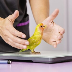 Veterinarian doctor is making a check up of a kramer parrot. Veterinary Concept.