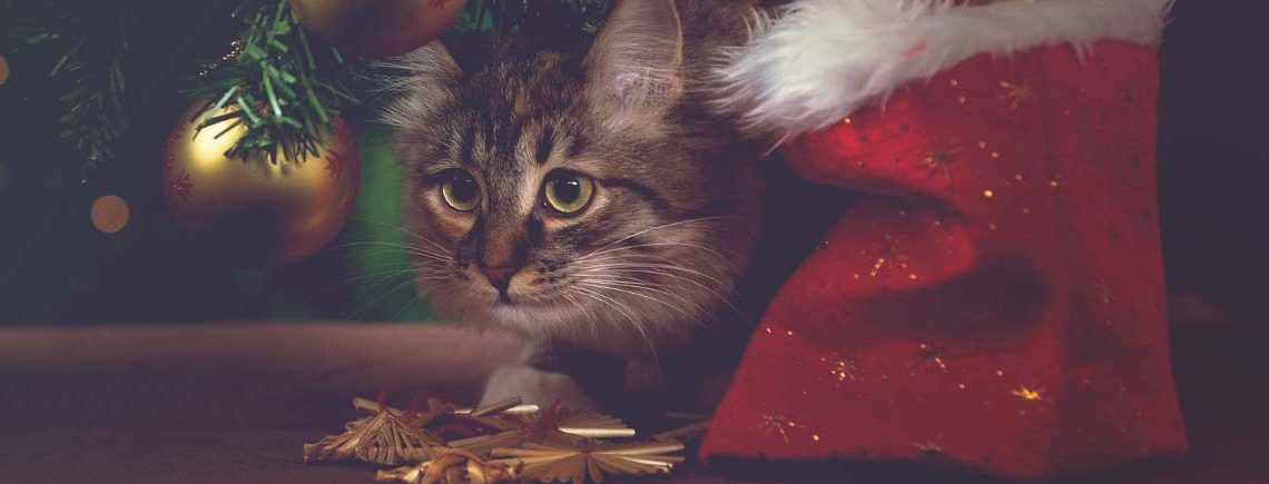 cat under christmas tree looking for toys banner