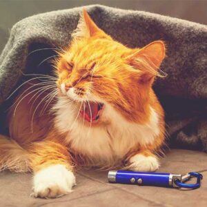 Cat Toys Electronic Cat Toys Ireland s Pet Experts