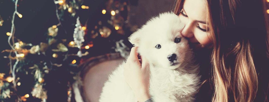 woman sits on a vintage couch on a white blanket with three white samoyed puppies hugs, cuddles. on a background of a Christmas tree dresser with candles in a decorated room. happy new year