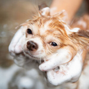 senior dog chihuahua getting a bath in a grooming studio