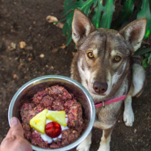 german shepherd dog waiting to be fed raw meat and fruit