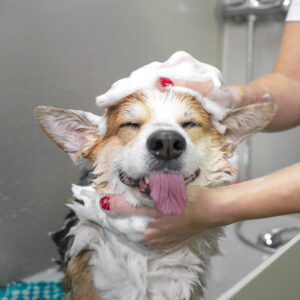 small corgi getting washed in grooming studio, looking very happy