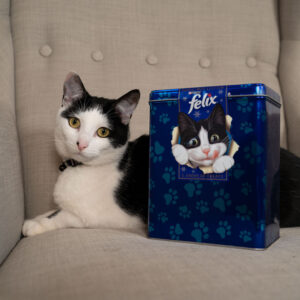 black and white cat sitting on a comfy seat looking at camera with felix treat box beside her
