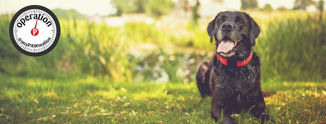 Black labrador retriever dog on a walk. Dog in the nature. Senior dog behind grass and forest. Old dog happy outside banner