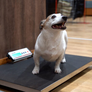 happy dog on weighing scales in petmania store